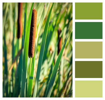 Bulrush Broadleaf Cattails Reeds Image